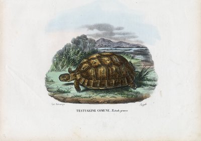 Tortuga de espolones, 1863-79 de Raimundo Petraroja